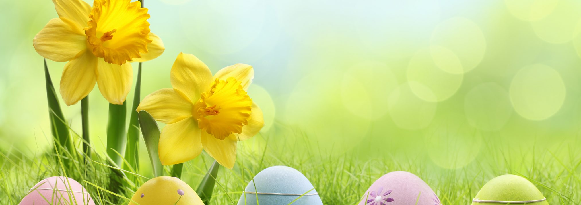 Easter eggs hiding in the grass with daffodil flower